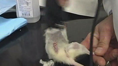 Consiguen que el corazón de un ratón sin células vuelva a latir