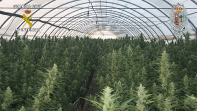 Realizada la mayor incautación de plantas de marihuana en España hasta la fecha