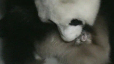 Nace una cría de oso panda en el Zoo de Madrid