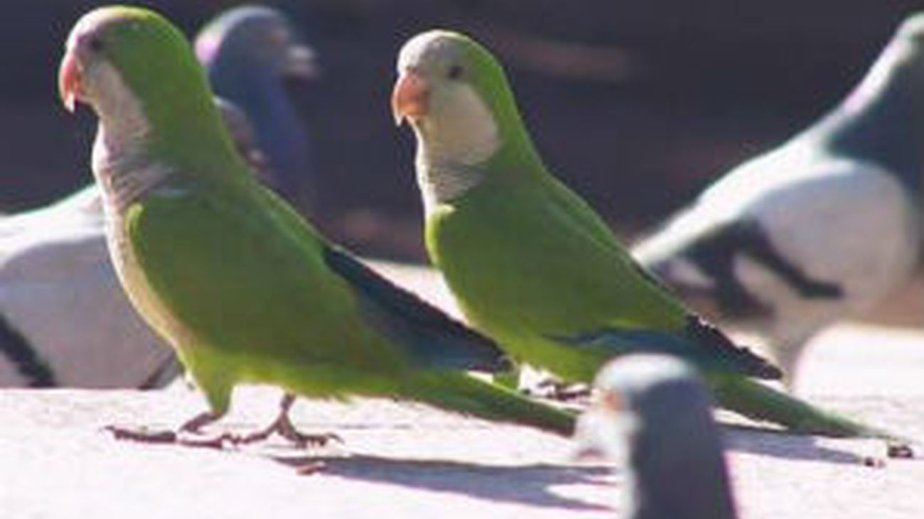 El Ayuntamiento de Madrid trabaja en un plan para disminuir las cotorras