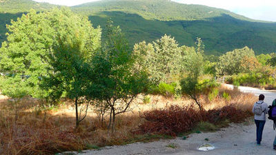 Paseo por el castañar del embalse de Los Morales en Rozas de Puerto Real