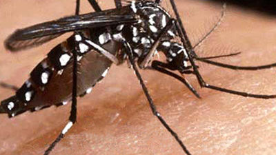 Más del 40% de la población mundial está en riesgo de contraer el dengue