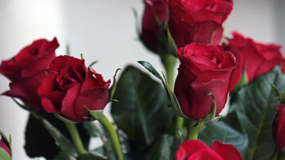 Los madrileños pueden votar este miércoles su rosal preferido