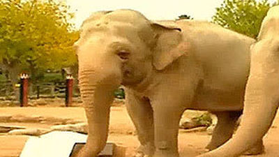 Madrid Distrito Animal: Brain Training