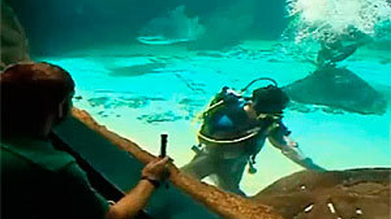 Madrid Distrito Animal: Mantenimiento del zoo