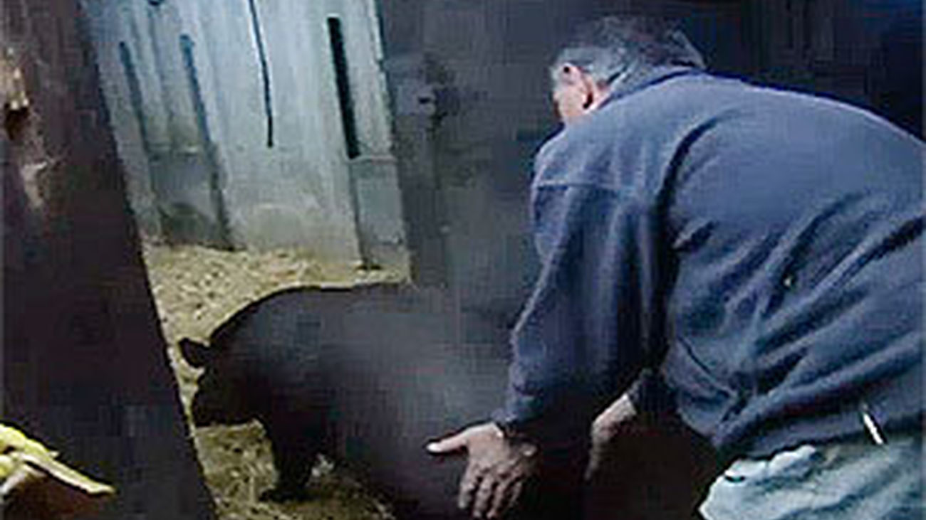 Madrid Distrito Animal: Traslados