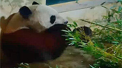 Madrid Distrito Animal: La noche en el zoo