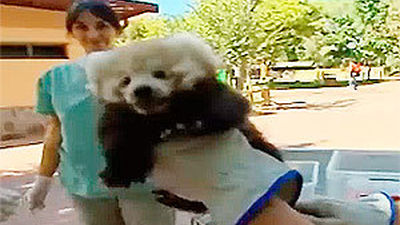 Madrid Distrito Animal: Los peques del zoo