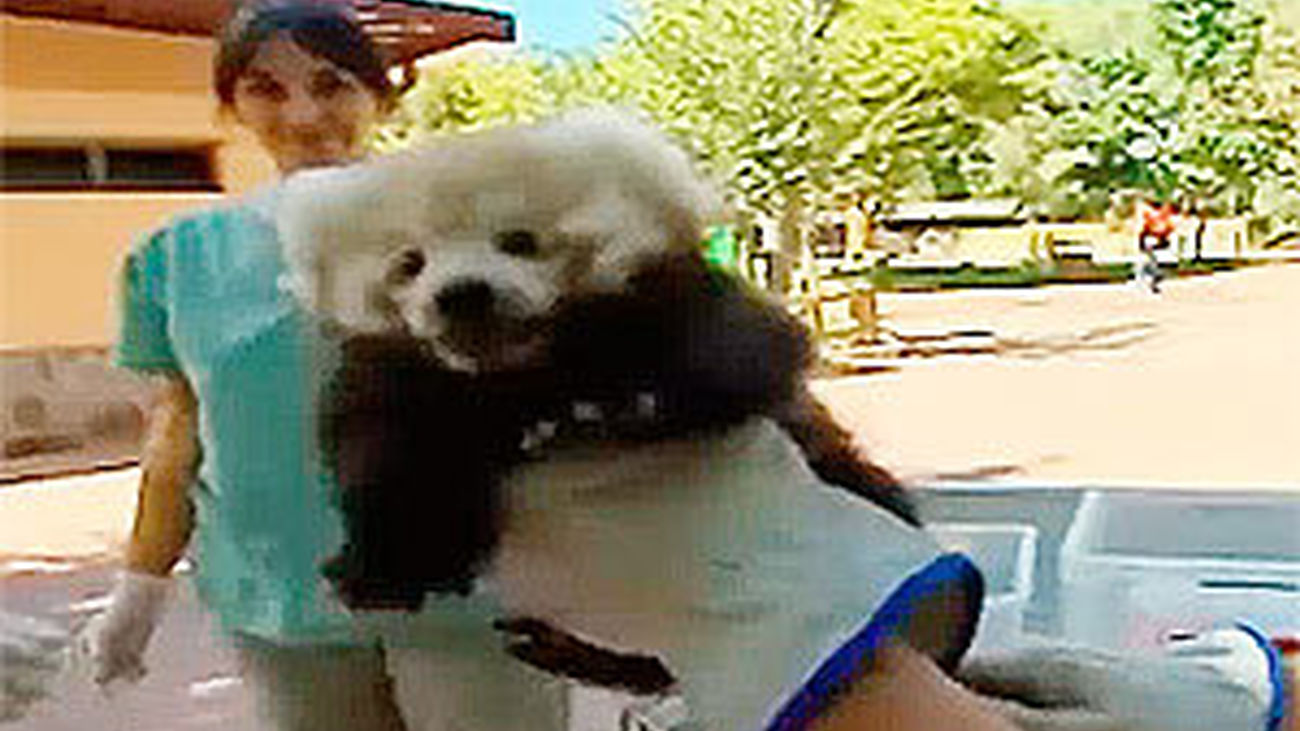 Madrid Distrito Animal: Los peques del zoo