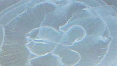 Madrid Distrito Animal: La vida bajo el mar