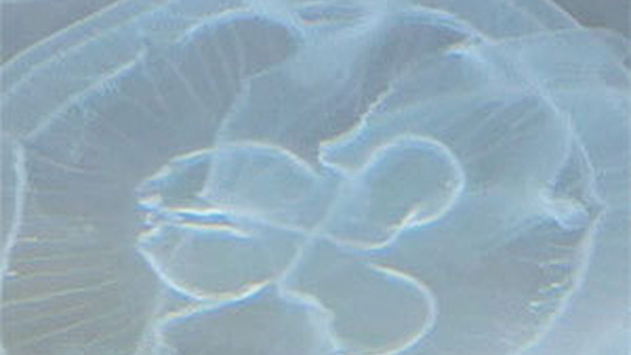 Madrid Distrito Animal: La vida bajo el mar