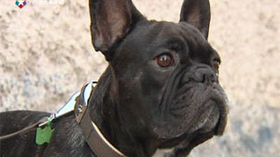 La Policía de Valdemoro confiscará los perros cuyos dueños no cumplan la normativa