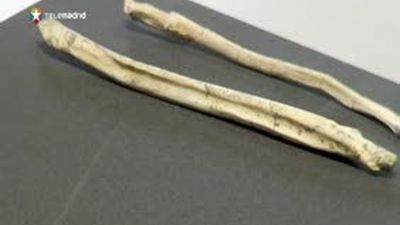 Hallan en Madrid el hueso de pene de oso más antiguo del planeta