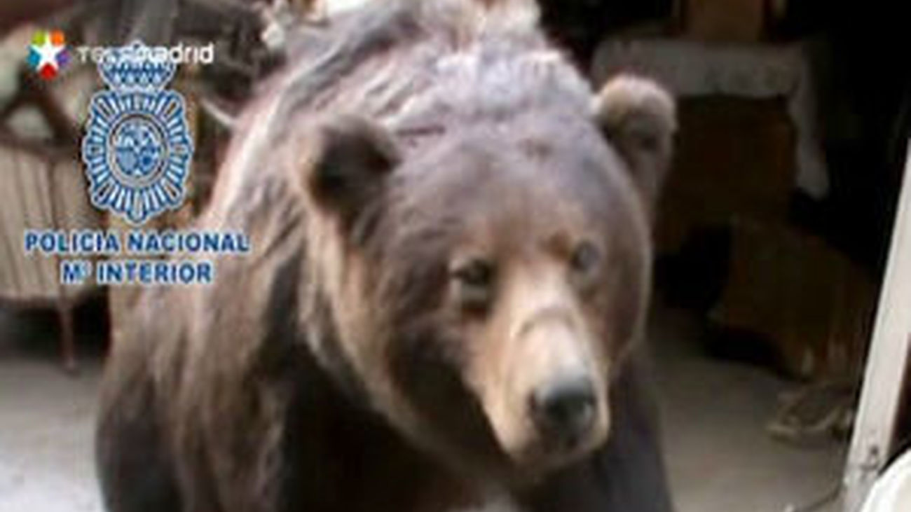 Localizan en un garaje de Madrid varios ejemplares disecados de especies protegidas