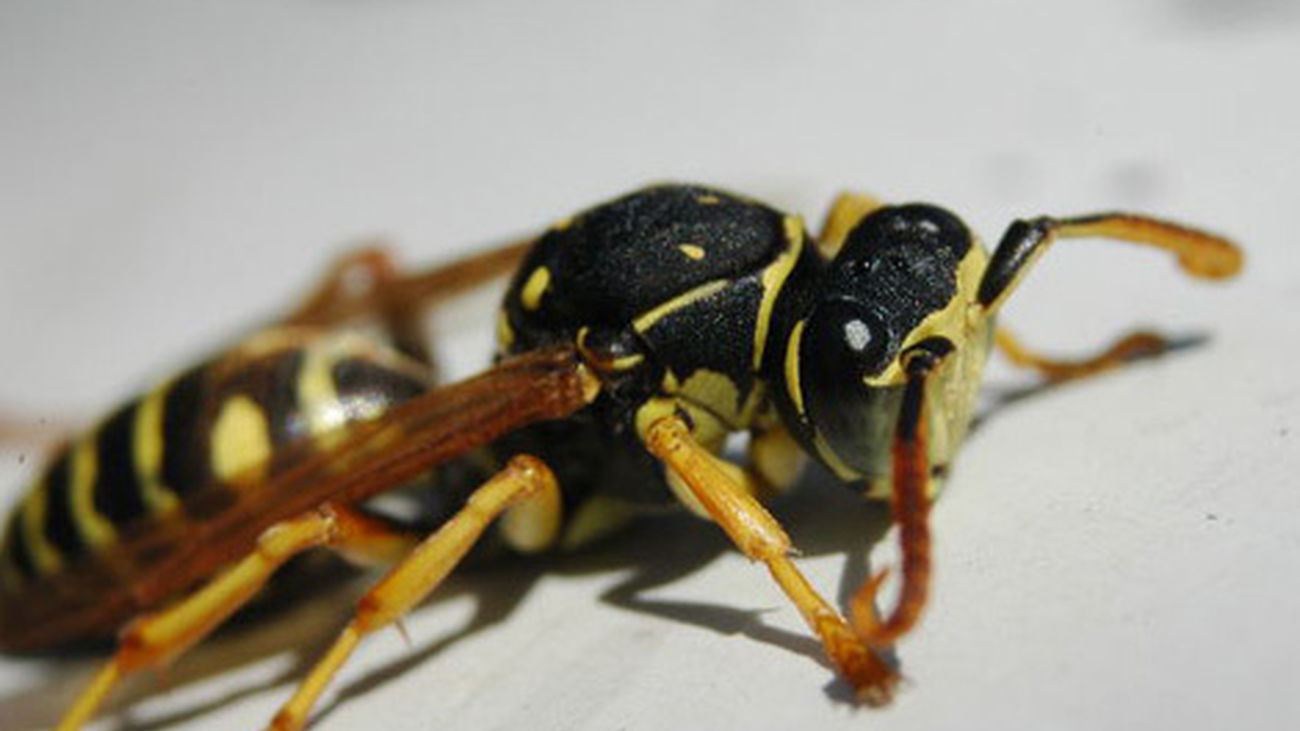 El centro de China, en alerta después que avispas hayan matado a 19 personas