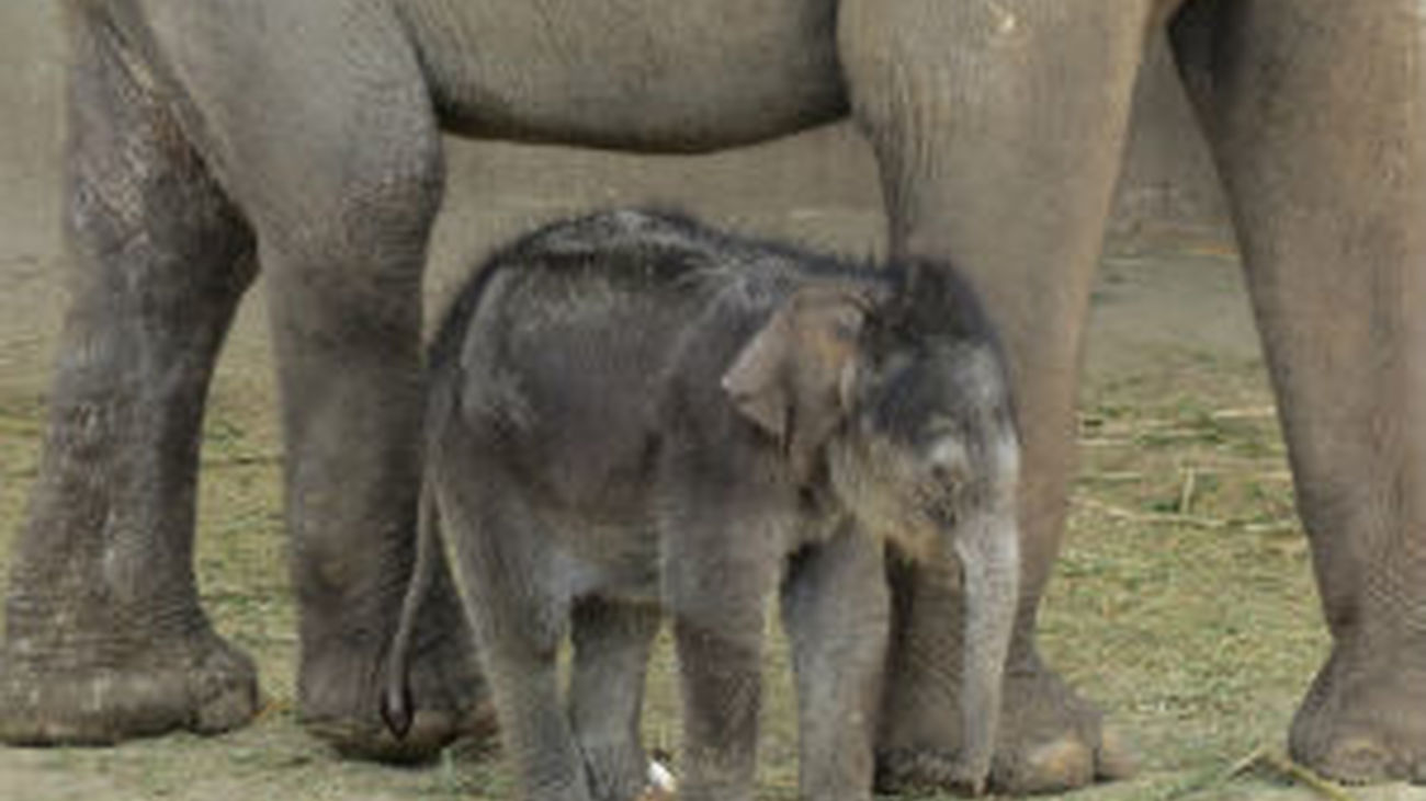 Buba, bebé elefante del ZOO de Madrid