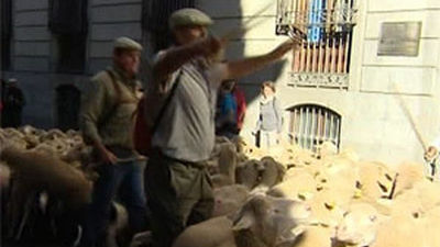 2.000 Ovejas trashumantes cruzan Madrid en una tradición centenaria