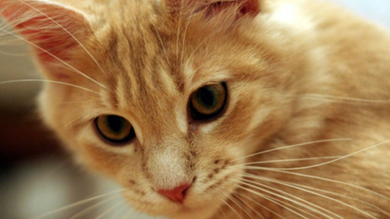 Arranca en Madrid 'La Gatoteca'