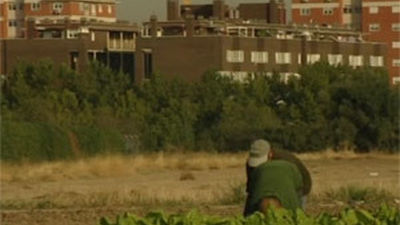 Fuenlabrada, la huerta de acelgas de Madrid