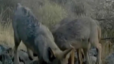 Una familia de lobos vive ya en el Parque Nacional del Guadarrama