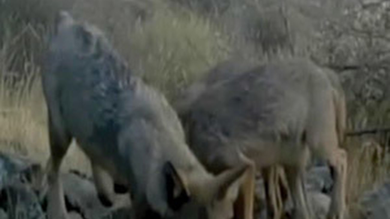 Una familia de lobos vive ya en el Parque Nacional del Guadarrama