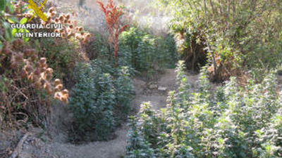 Desmanteladas dos plantaciones de marihuana en Majadahonda