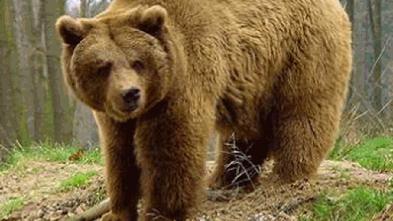 oso_pardo_2