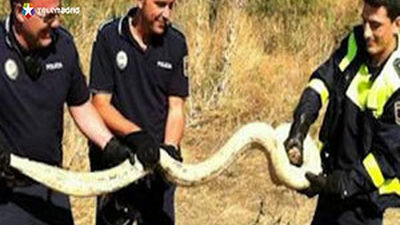 Capturada una serpiente pitón de más de tres metros de longitud en Torrejón de Ardoz