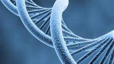 Científicos de EEUU hallan una especie de "reloj biológico" del ADN