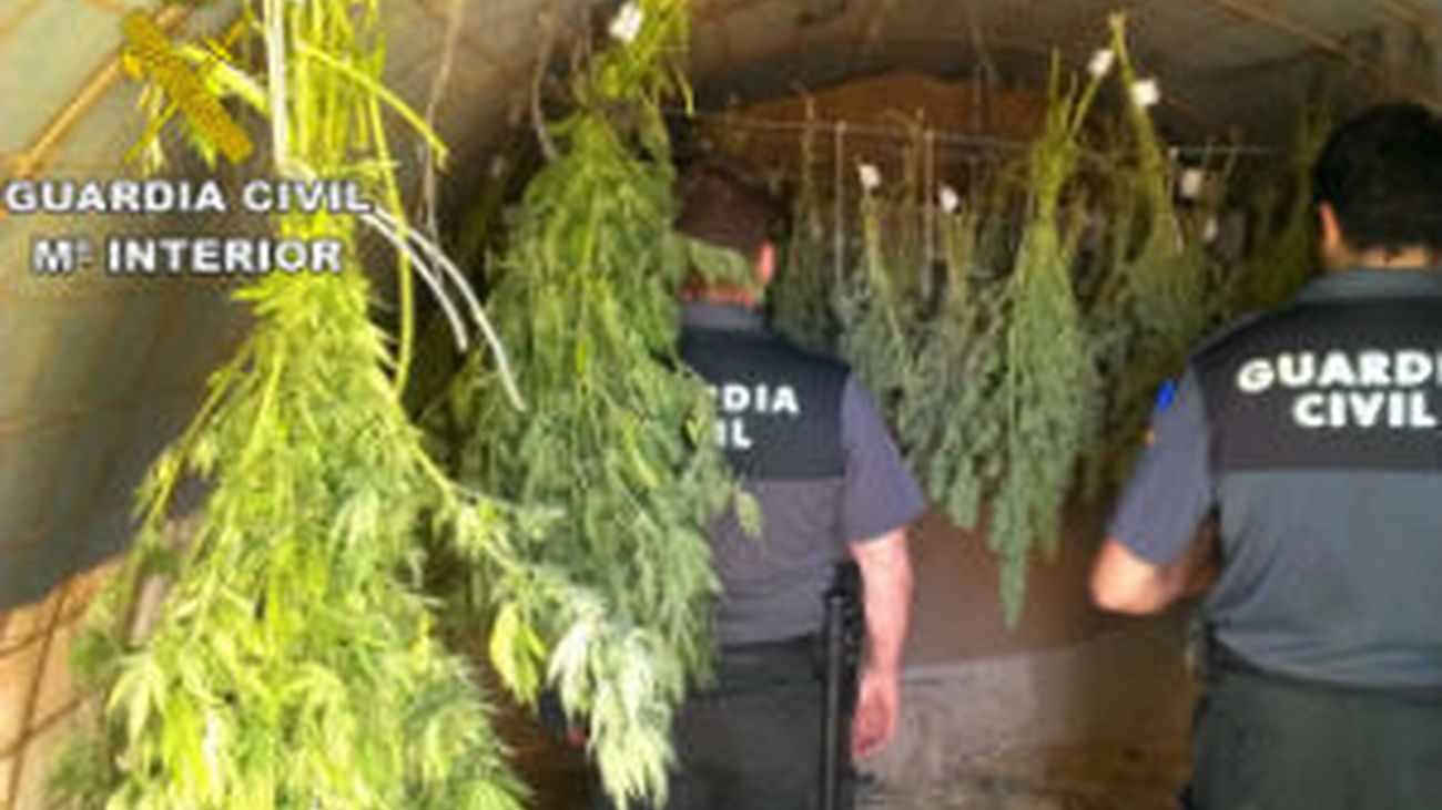 Marihuana en Orusco de Tajuña