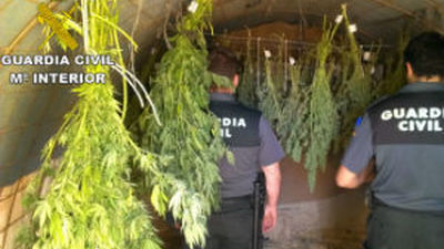 La Guardia Civil incauta a un septagenario una plantación de marihuana en Orusco de Tajuña