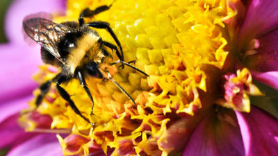 Las abejas sufrieron una extinción masiva a la vez que los dinosaurios