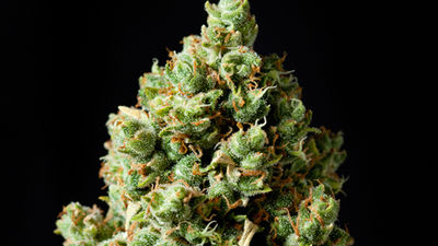 Uruguay, primer país en legalizar la producción de marihuana