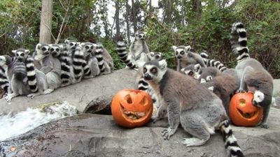 Planes para pasarlo de miedo en Madrid este Halloween