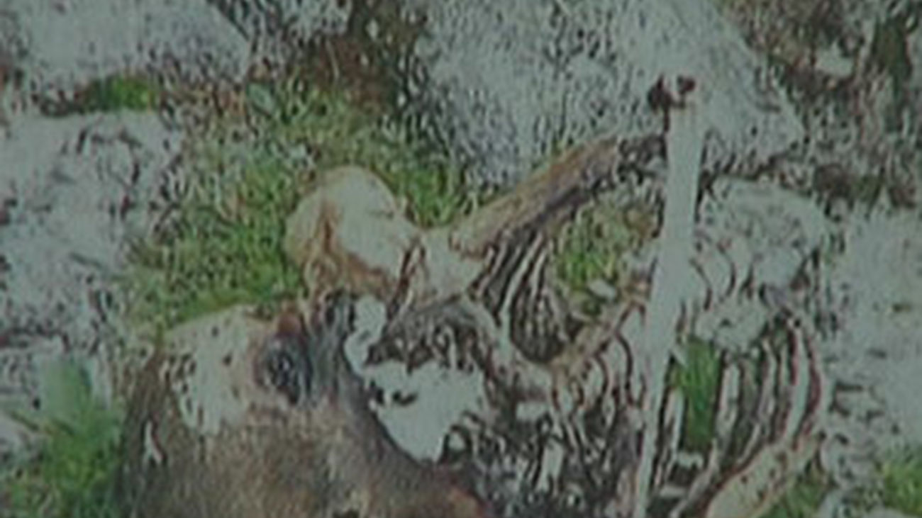 Investigan la identidad de un cadáver hallado en La Pedriza