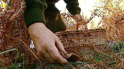 Los municipios serranos de Madrid proponen crear tasas y cuotas en la recogida de setas para acabar con los depredadores