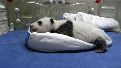 El Zoo presenta este viernes a la cría de oso panda gigante