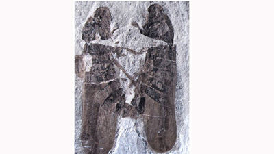 Hallan la evidencia más antigua de sexo entre insectos