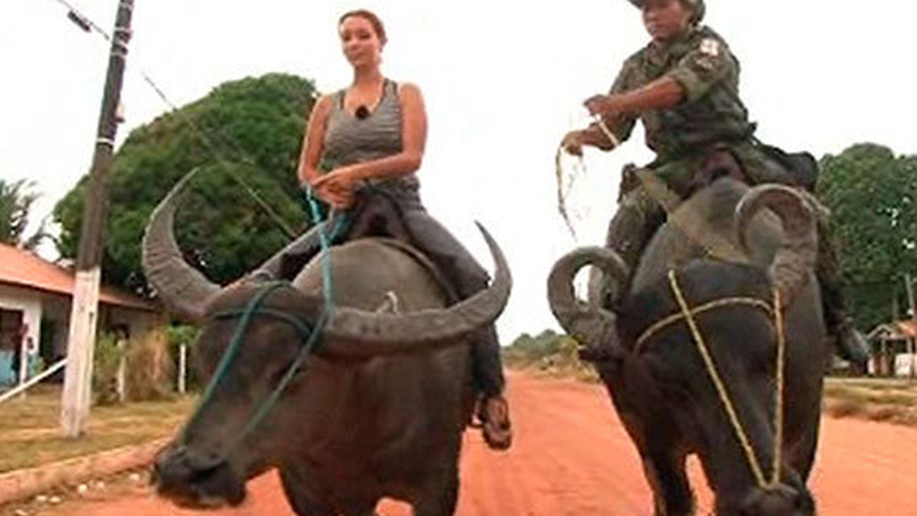 Animales por el mundo: la policía de Marajó (Brasil) patrulla en búfalo