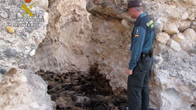 Hallan gran cantidad de ovejas muertas por posible desnutrición