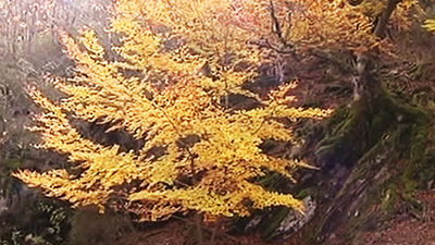 El Hayedo de Montejo: un lugar encantado muy cerca de la capital