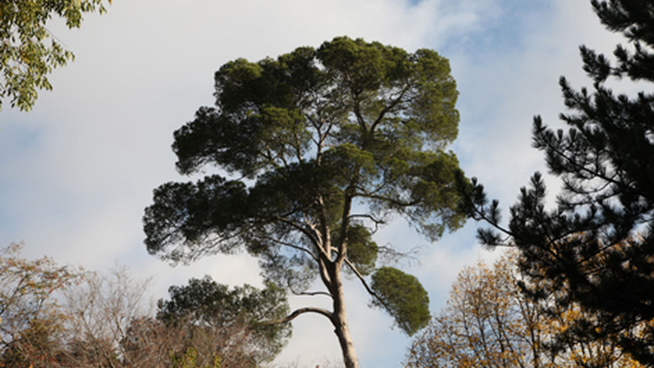 Nueva guía de árboles singulares de la Sierra Norte