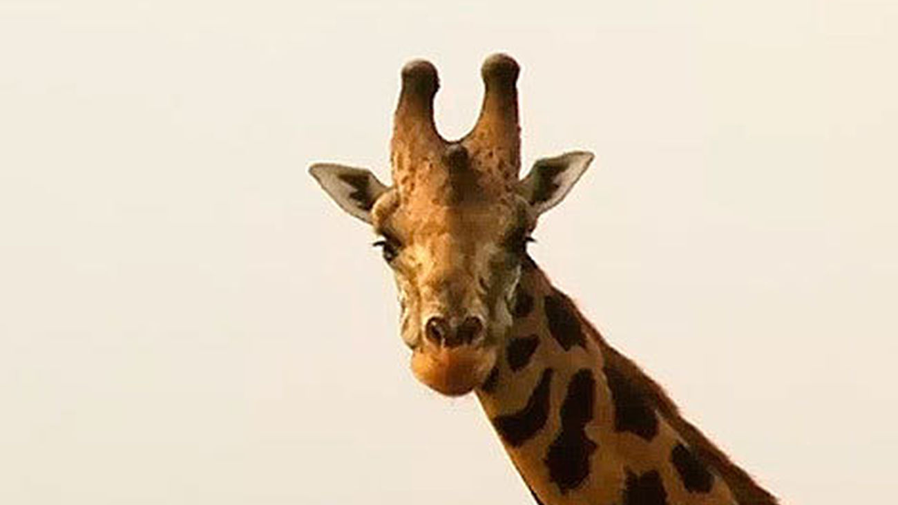 Animales por el mundo: safari por el parque de Murchison Falls (Uganda)