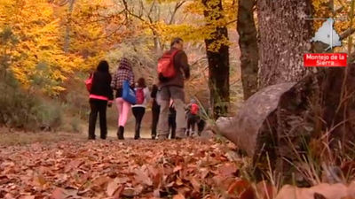 Hayedo de Montejo: un lugar encantado, a poco más de 100 km de la capital