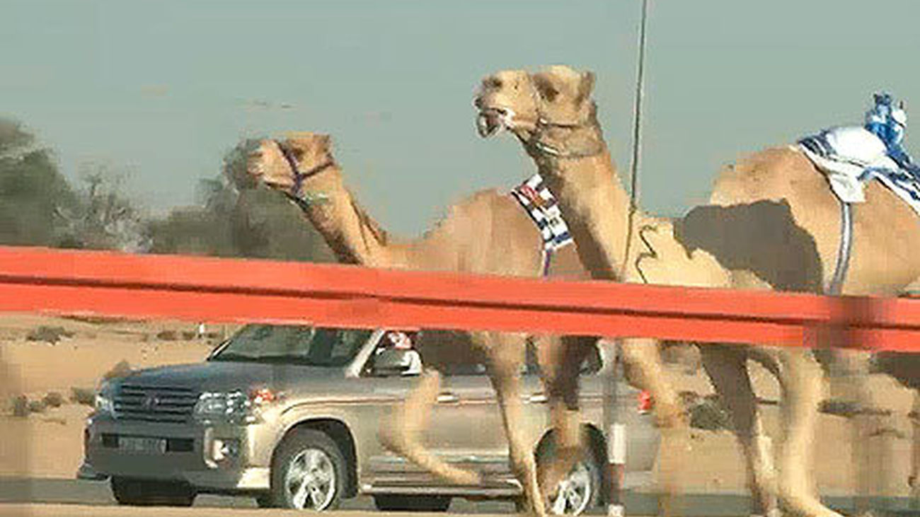 Animales por el mundo: carreras de camellos en Dubai
