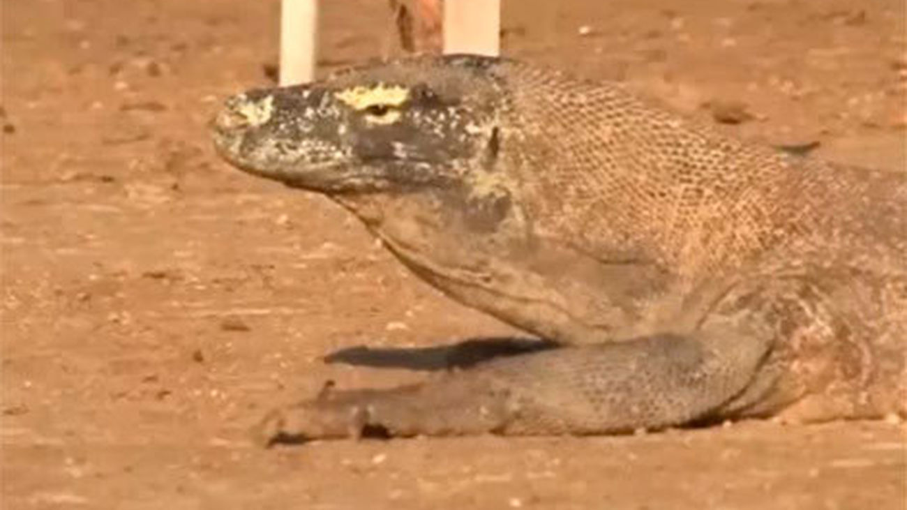 Animales por el mundo: los dragones de Komodo