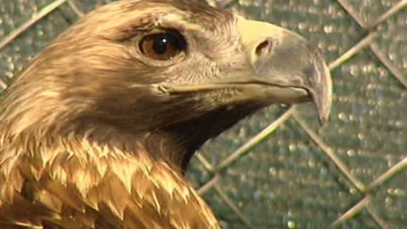 La reserva de águilas imperiales en Madrid