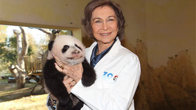 La Reina visita a la cría de oso panda del Zoo Aquarium de Madrid