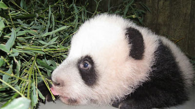 La cría de oso panda de Zoo Aquarium de Madrid se llamará Xing Bao