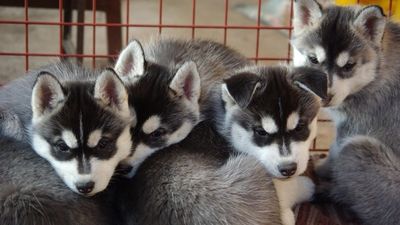 La Comunidad inspeccionará por Navidad tiendas con animales de compañía